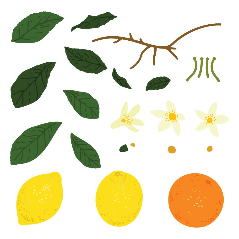 Lovely Layers: Citrus - Honey Cuts Stand-Alone Dies - Honey Bee Stamps